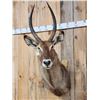 Image 2 : African Waterbuck Shoulder Mount Taxidermy