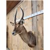Image 3 : African Waterbuck Shoulder Mount Taxidermy