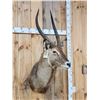 Image 4 : African Waterbuck Shoulder Mount Taxidermy