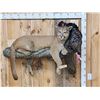 Image 1 : Mountain Lion Relaxing On A Log With Turkey Full Body Taxidermy Mount