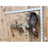 Image 2 : Mountain Lion Relaxing On A Log With Turkey Full Body Taxidermy Mount