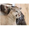 Image 4 : Mountain Lion Relaxing On A Log With Turkey Full Body Taxidermy Mount