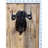 Image 1 : African Black Wildebeest Shoulder Mount Taxidermy