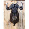 Image 2 : African Black Wildebeest Shoulder Mount Taxidermy
