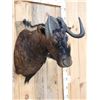 Image 4 : African Black Wildebeest Shoulder Mount Taxidermy