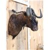 Image 5 : African Black Wildebeest Shoulder Mount Taxidermy