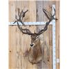 Image 1 : Huge Red Stag Shoulder Mount Taxidermy