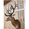 Image 2 : Huge Red Stag Shoulder Mount Taxidermy