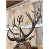 Image 4 : Huge Red Stag Shoulder Mount Taxidermy