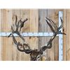 Image 5 : Huge Red Stag Shoulder Mount Taxidermy