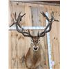 Image 6 : Huge Red Stag Shoulder Mount Taxidermy
