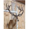 Image 7 : Huge Red Stag Shoulder Mount Taxidermy