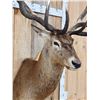 Image 8 : Huge Red Stag Shoulder Mount Taxidermy