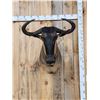 Image 2 : African Blue Wildebeest Shoulder Mount Taxidermy