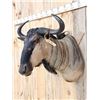 Image 3 : African Blue Wildebeest Shoulder Mount Taxidermy