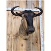Image 4 : African Blue Wildebeest Shoulder Mount Taxidermy