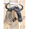 Image 5 : African Blue Wildebeest Shoulder Mount Taxidermy