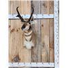 Image 1 : Pronghorn Antelope Shoulder Mount Taxidermy