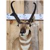 Image 2 : Pronghorn Antelope Shoulder Mount Taxidermy