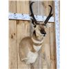 Image 3 : Pronghorn Antelope Shoulder Mount Taxidermy