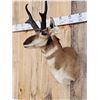 Image 4 : Pronghorn Antelope Shoulder Mount Taxidermy