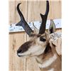 Image 5 : Pronghorn Antelope Shoulder Mount Taxidermy