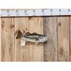 Image 1 : 18" Largemouth Bass Real Skin Fish Taxidermy