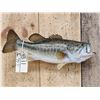 Image 2 : 18" Largemouth Bass Real Skin Fish Taxidermy