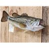 Image 3 : 18" Largemouth Bass Real Skin Fish Taxidermy
