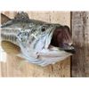 Image 4 : 18" Largemouth Bass Real Skin Fish Taxidermy