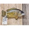 Image 1 : 11" Rock Bass Real Skin Fish Taxidermy