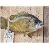 Image 2 : 11" Rock Bass Real Skin Fish Taxidermy
