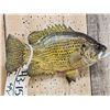 Image 3 : 11" Rock Bass Real Skin Fish Taxidermy