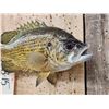 Image 4 : 11" Rock Bass Real Skin Fish Taxidermy