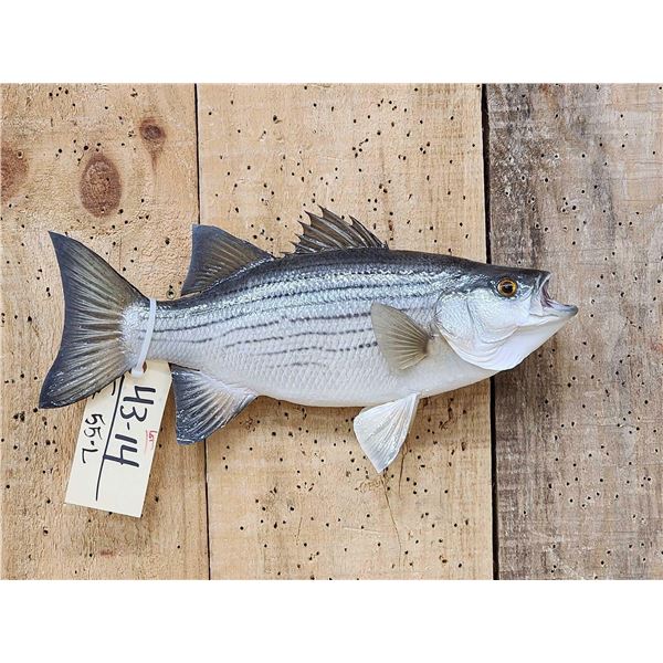15" Striped Bass Real Skin Fish Taxidermy
