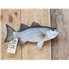 Image 1 : 15" Striped Bass Real Skin Fish Taxidermy