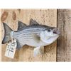 Image 2 : 15" Striped Bass Real Skin Fish Taxidermy