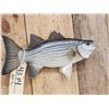 Image 3 : 15" Striped Bass Real Skin Fish Taxidermy