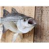 Image 4 : 15" Striped Bass Real Skin Fish Taxidermy