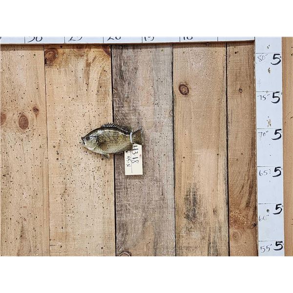 9" Rock Bass Real Skin Fish Taxidermy