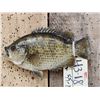 Image 2 : 9" Rock Bass Real Skin Fish Taxidermy
