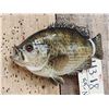 Image 3 : 9" Rock Bass Real Skin Fish Taxidermy