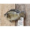 Image 4 : 9" Rock Bass Real Skin Fish Taxidermy