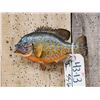 Image 1 : 8 1/2" Pumpkin Seed Real Skin Fish Taxidermy