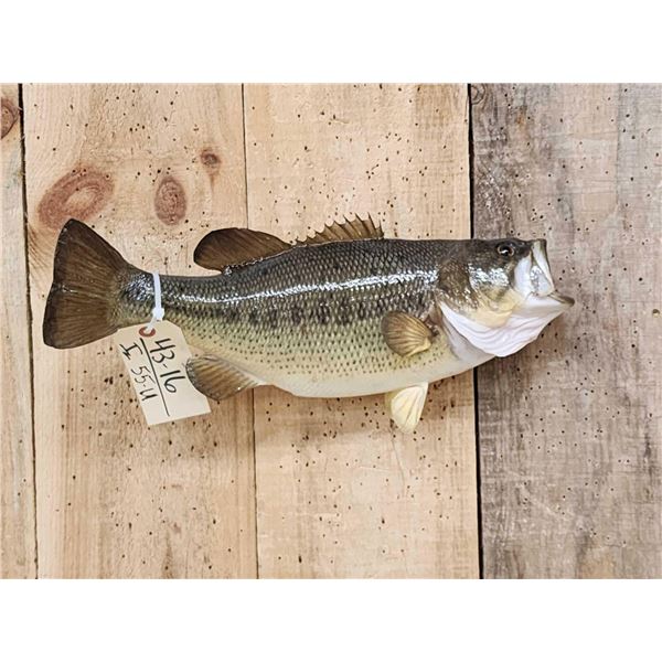 18" Largemouth Bass Real Skin Fish Taxidermy