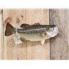 Image 1 : 18" Largemouth Bass Real Skin Fish Taxidermy