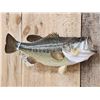 Image 2 : 18" Largemouth Bass Real Skin Fish Taxidermy