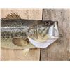 Image 3 : 18" Largemouth Bass Real Skin Fish Taxidermy