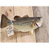 Image 4 : 18" Largemouth Bass Real Skin Fish Taxidermy