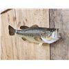 Image 5 : 18" Largemouth Bass Real Skin Fish Taxidermy